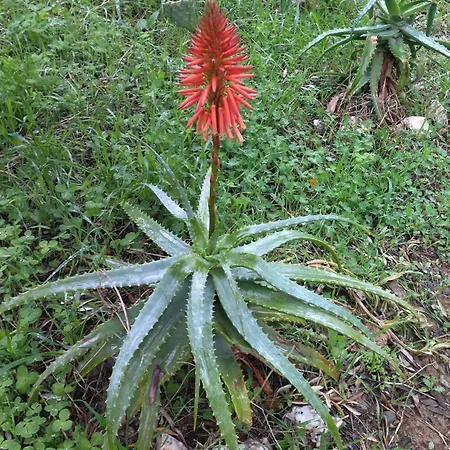 Apartment Summer Sunrise *