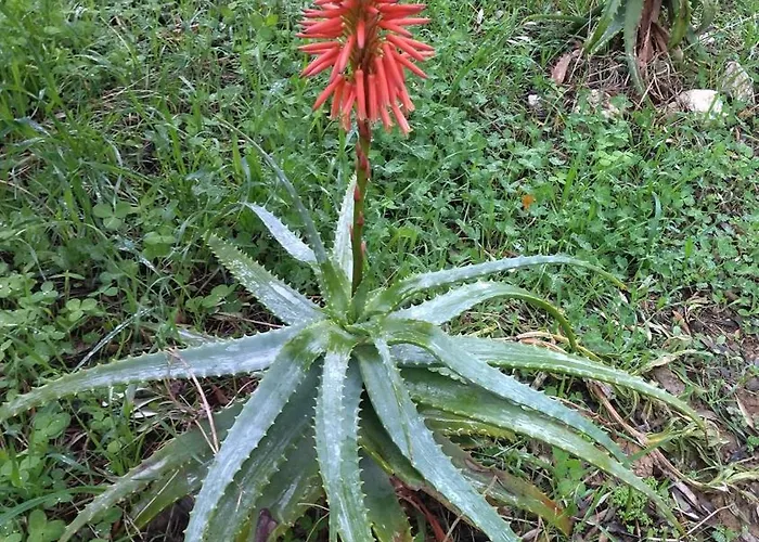 Apartment Summer Sunrise *