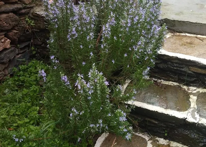 Apartment Summer Sunrise